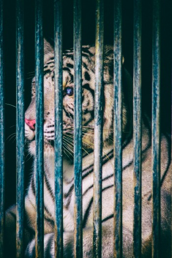 Tiger hinter Käfigstäben